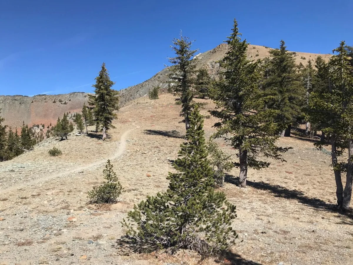 The trail on the way up.