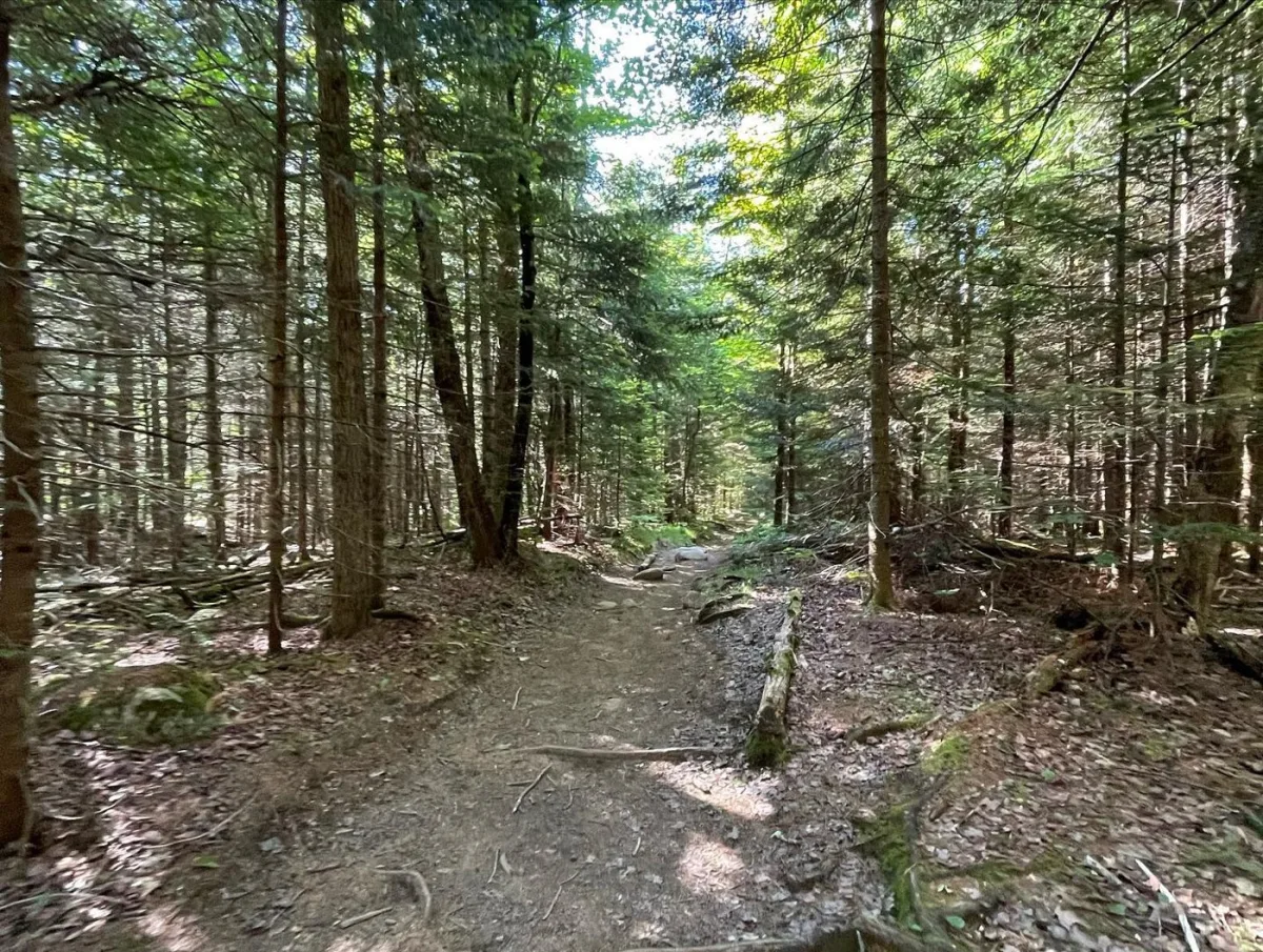 The forest trail.